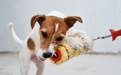 CANINE INTERIOR DECORATOR