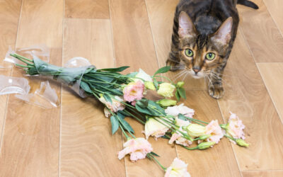 Bull in a China Shop