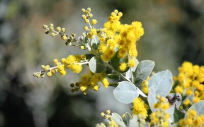 Enhancing Your New Home with Native Trees: Choosing the Right Species and Optimal Positioning