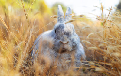 Rabbit-Proofing Your Veggie Patch: Protecting Your Plants and a List of Rabbit-Resistant Vegetables